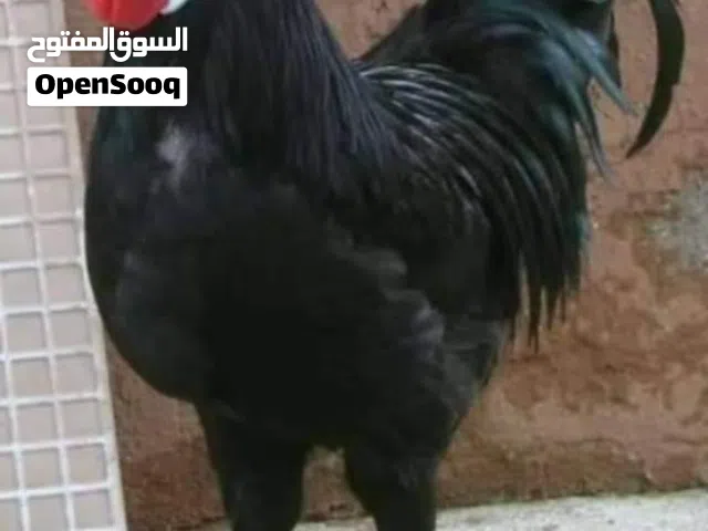 جوز دجاج مهرج الاسباني وصيصان مهرج بزرة اصلية 100٪