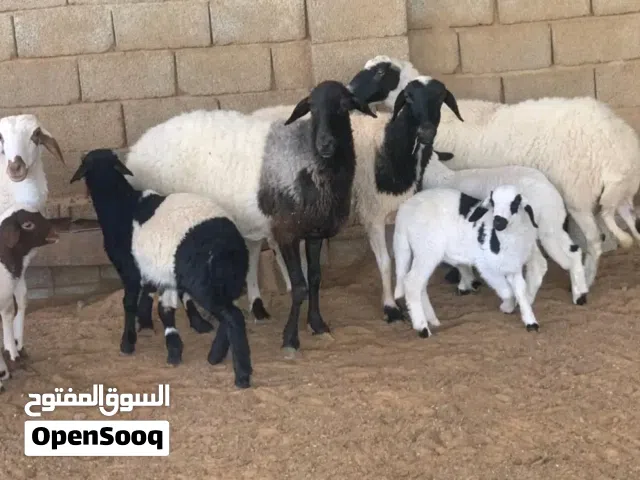 نعاج تبارك الرحمن