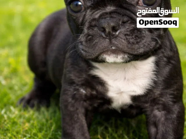 بنتين فرنش بلدوج اهالى مستورده