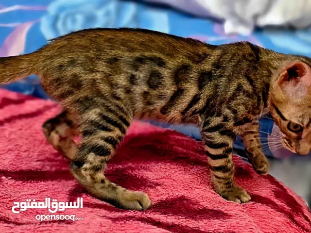 Exceptional Purebred Bengal Kitten for Sale - 45 Days Old - Rosetted Coat