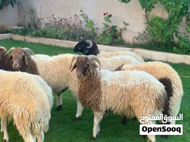 سلام عليكم سعي الله يبارك