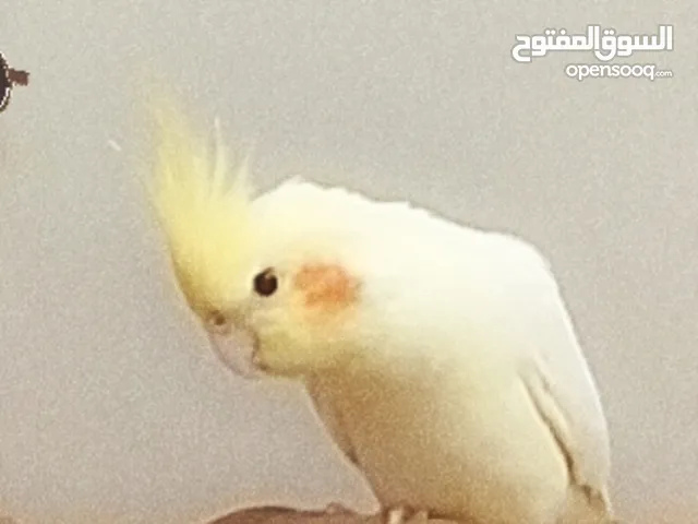 طائر كوكتيل