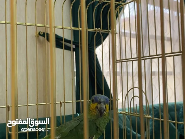 ببغاء الامازون