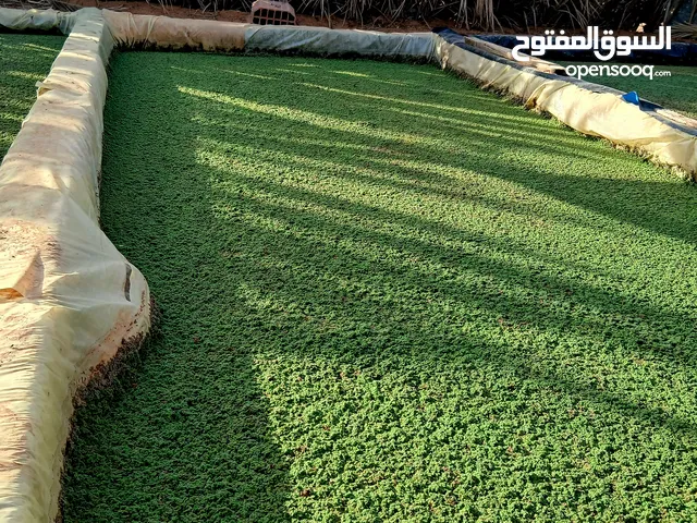 ازولا للبيع