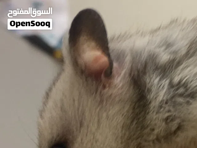 هامستر مع 3 اطفال للبيع