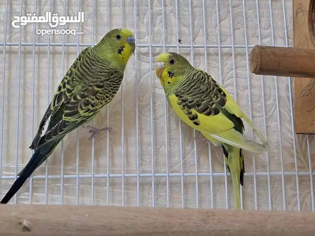 2 من طيور البادجي بصحه جيده عمر 3 شهور