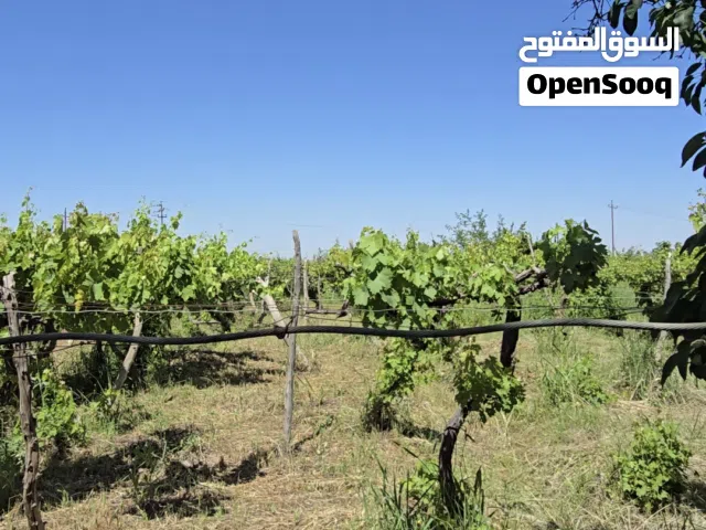 Farm Land for Sale in Diyala Khalis