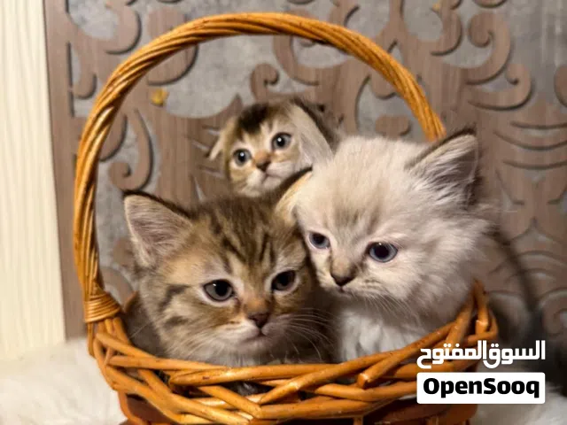 سكوتش فولد