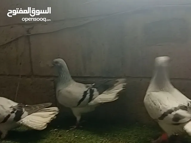 نوريه زرقا لبنيه ذنب كركند