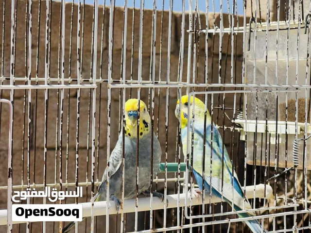 متاح جوز رينبو ذكر فحمي وانتى ملكي ماشاء الله