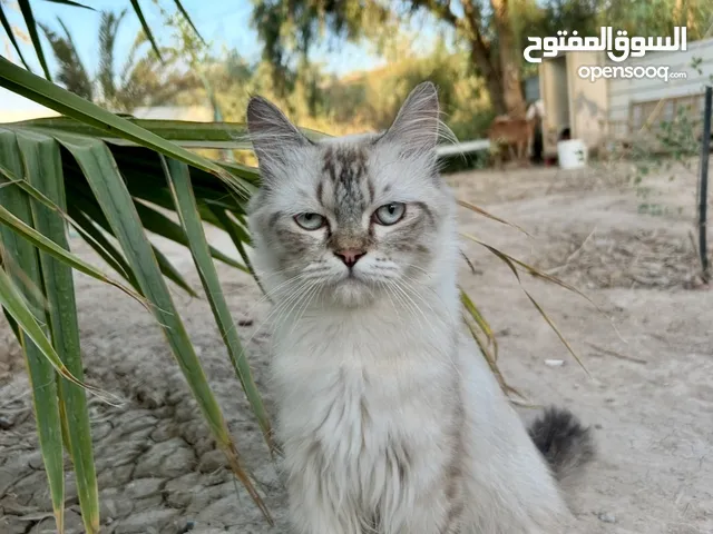 قط هملايا فحل وقطتين وحده شيرازيه وحده شانسيلا للبيع