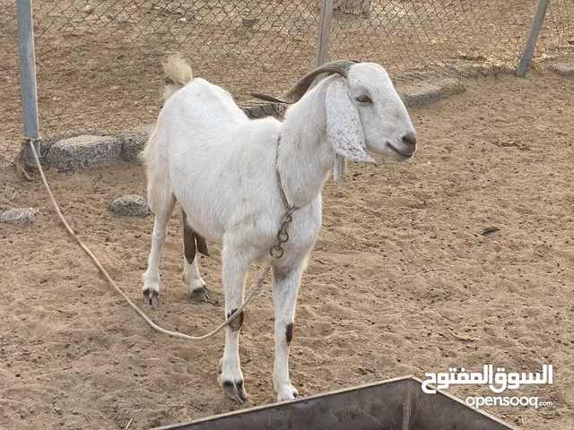 حلال بكستاني اللي يدور الزين تيس وعنز عشار