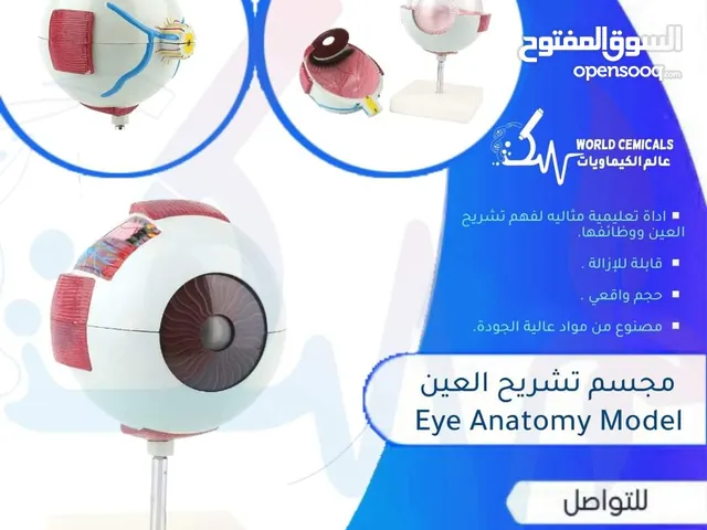 بيع مجسمات تعليمية في اليمن مجسم تشريح العين Eye Anatomy Model