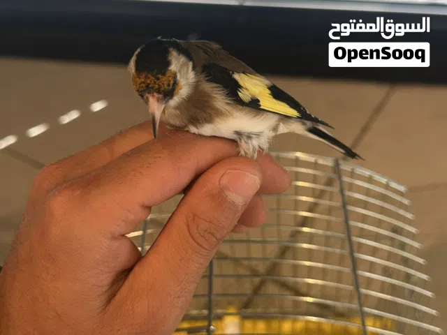 قرديل ربي يبارك صحة ونضافة