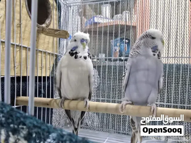 جوز بادجي انجليزي منتج