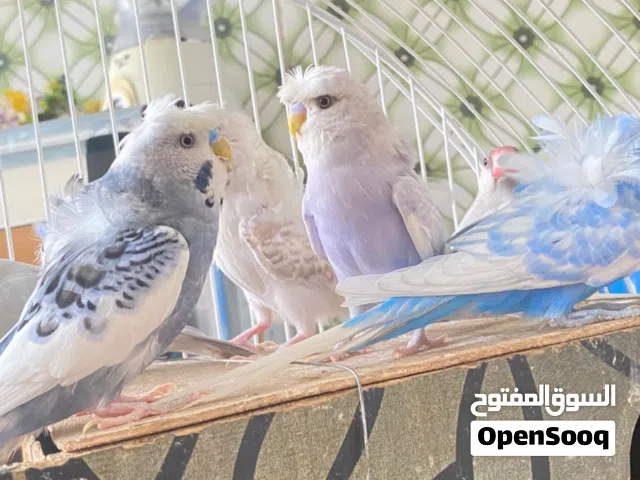 طيور حب هاجرمو