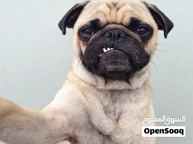 أنثى بغ 9 شهور جاهزة كامل المطاعيم بيور
