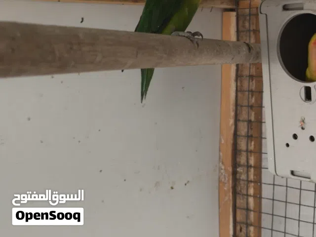 كوبيات روز وفيشر وبركديلو