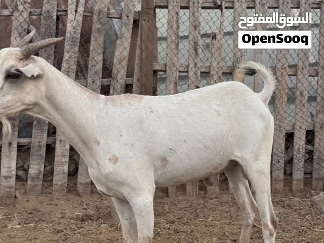 جدي صومالي مطعوم طعام الدار