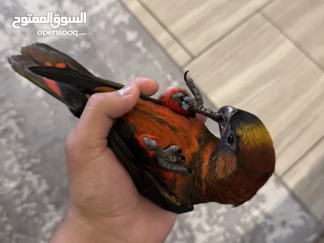 لعشاق التميز والنوادر فرخ لوري دسكي انتاج الاردن اليف جدا بيجي طيران باقي التفاصيل بالوصف