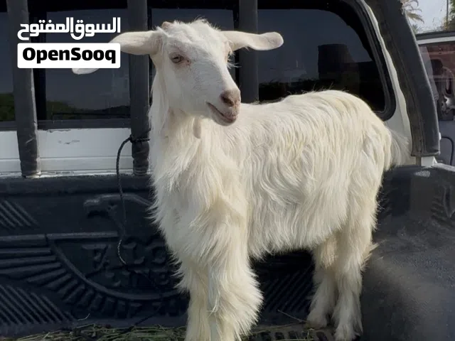 صخلة من حلال الجواميد