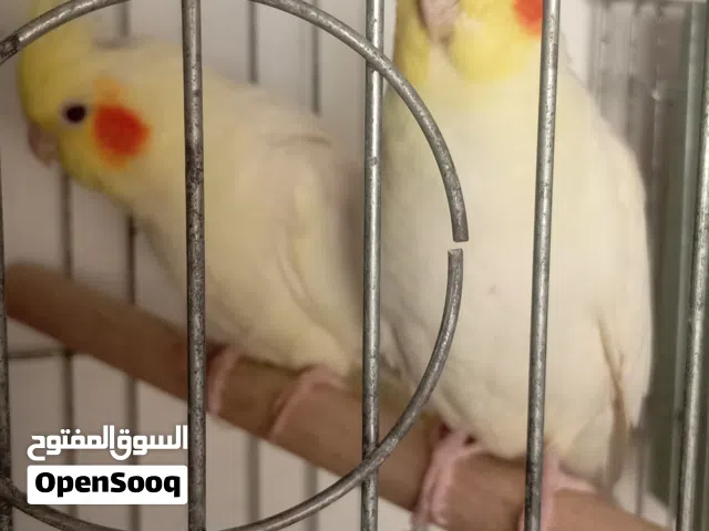 جوز كوكتيل