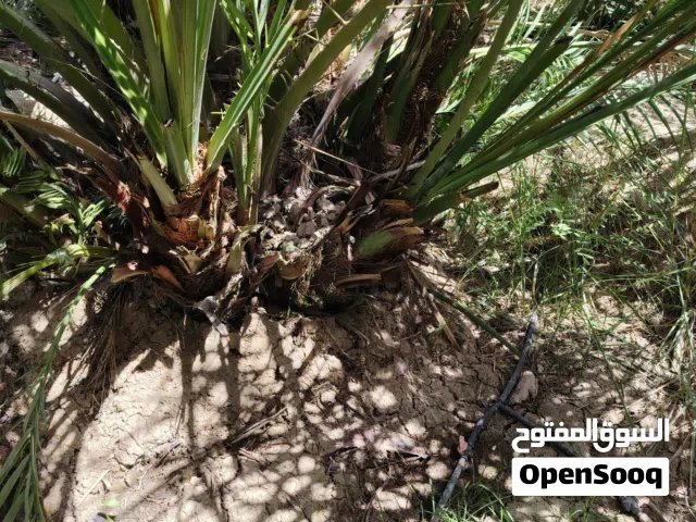 فروخ نخيل للبيع برحي وساير