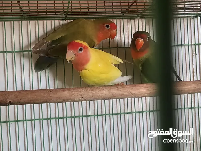 African love bird breeding female for sale