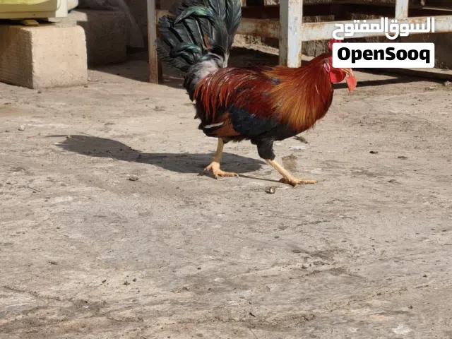دجاج عرب للبيع للاستفسار رقمي بالوصف