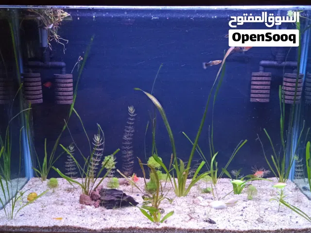 حوض بيولوجي للبيع طبيعي 100%