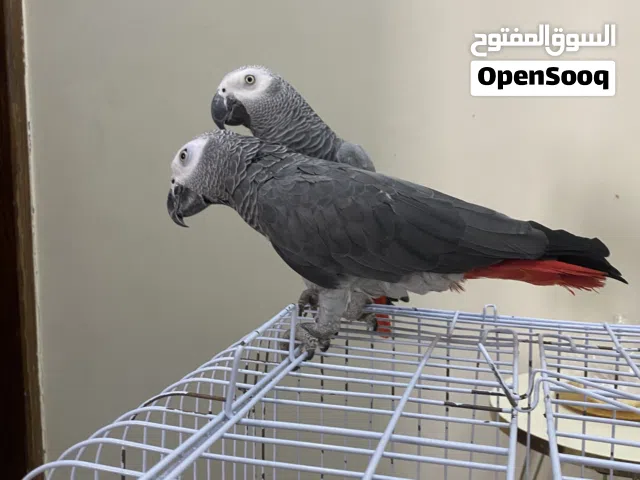 ببغاء زنجباري كوبية