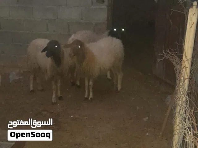 تلاته فطايم رعويات عشار