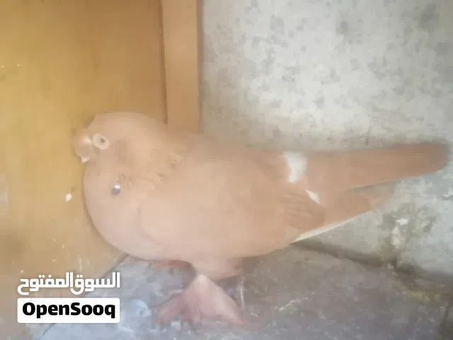 جوز مكاويات للبيع