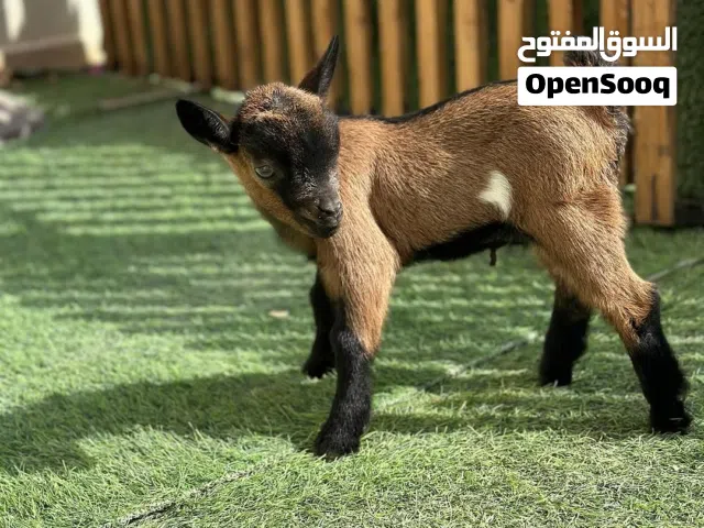 ماعز قزم مستوى عالي وبصحه ممتازه جدا للبيع