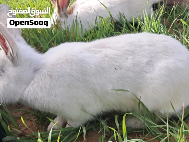 السلام عليكم