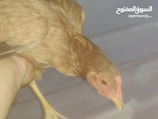 دجاج عرب اصلي
