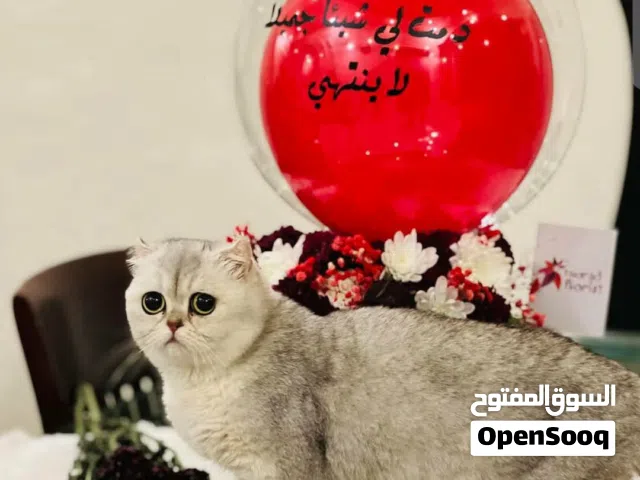 انثى سكوتش ستريت منتجة ما شاء الله عليها النوع سيلفر شيدد