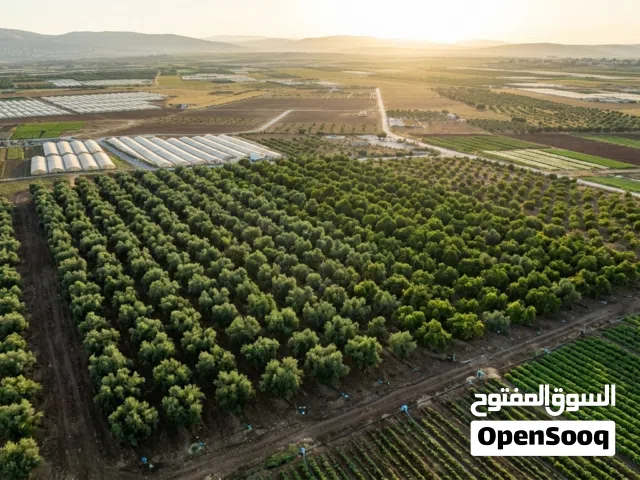 Farm Land for Sale in Amman Al-Khadra'