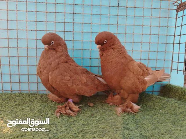 حمام زينه اقرا الوصف