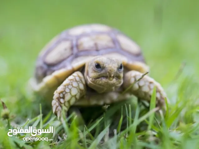 سلاحف للبيع