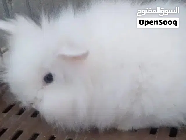 أرنب أنغورا قزم  مصراتة