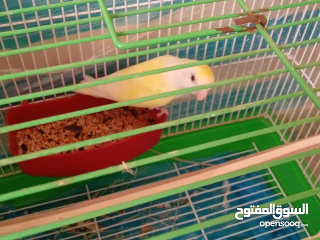 جوز روز ماكينه انتاج و كفاله انتاج