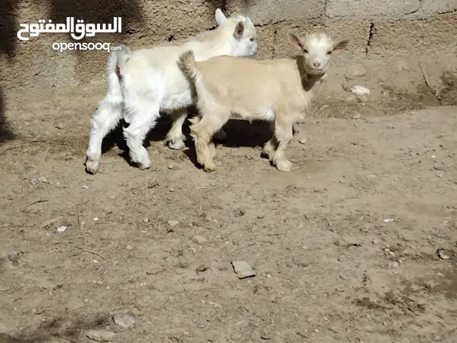 عناق وجدي  ماعز قومي اللبيع عمرهم اربع شهور