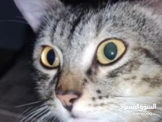 مطلوب كرت شاشه فئه متوسطه