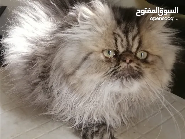 للبيع دكر براون تابي  بيكي فيس