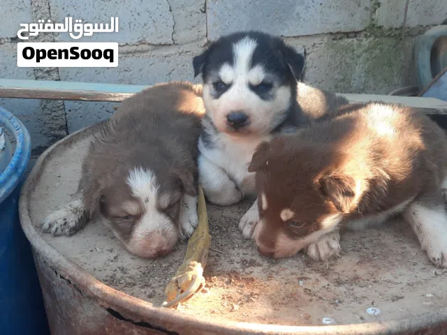 هاسكي عمر 40 يوم