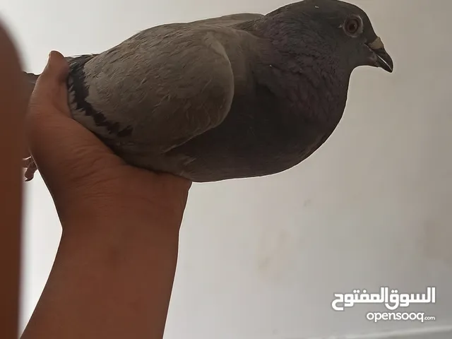 انثى زاجل منتجه