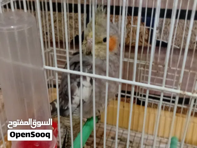 ببغاء الكوكتيل للبيع  امروض نص ترويض كيف فطم العمر شهرين