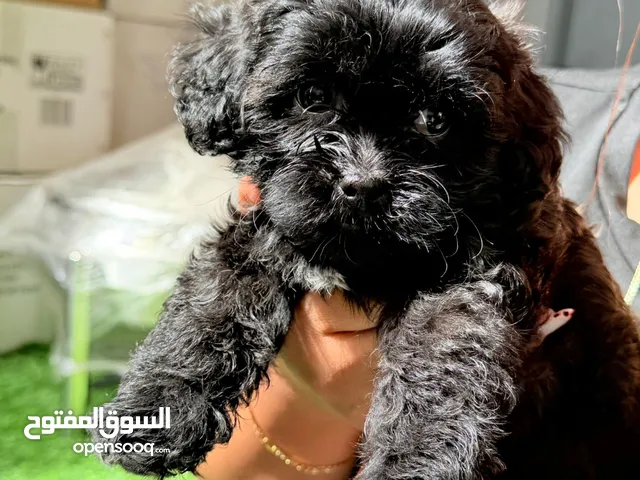 جراء toy poodle جميلة جدا العمر 45 يوم