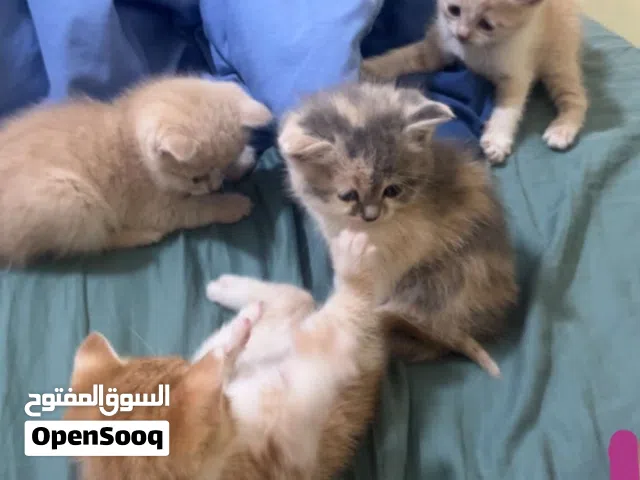 قطط تبني....